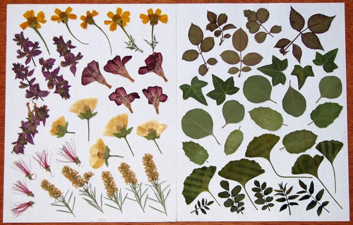 Pcs variety pressed flowers - 60,