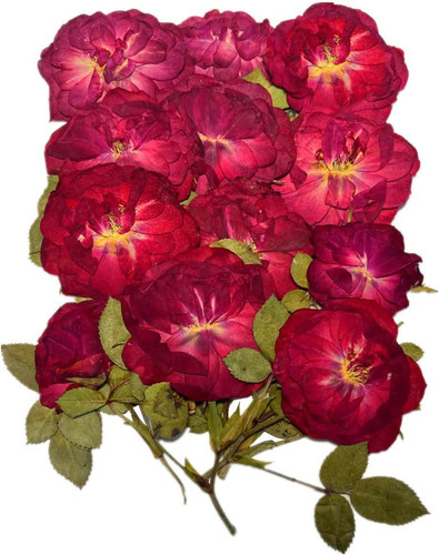 Pcs nauture dried pressed - dried,