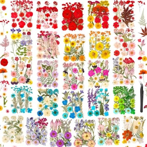 470 pressed dried flowers - pressed, for
