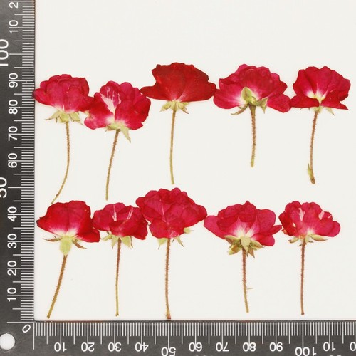 12pcs real dried side pressed - real,